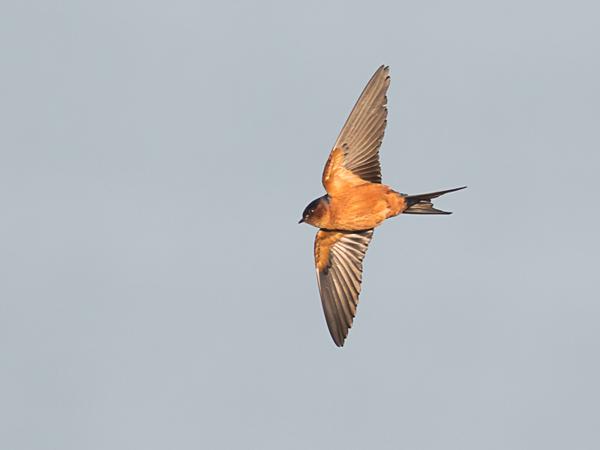 <h3><a href="/trips/srilanka/biota/animalia/chordata/aves/040 passeriformes/075 hirundinidae/cecropis hyperythra/cecropis hyperythra-nl.html">Cecropis&nbsp;hyperythra</a> / Sri&nbsp;lanka&nbsp;swallow / Ceylonzwaluw</h3>NIKON D500 met AF-S Nikkor 300mm f/2.8G IF-ED VR II, 1/3200 sec  bij F4.0, ISO 400, afstand 29.8&nbsp;m